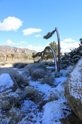 Joshua-tree-with-snow.jpg