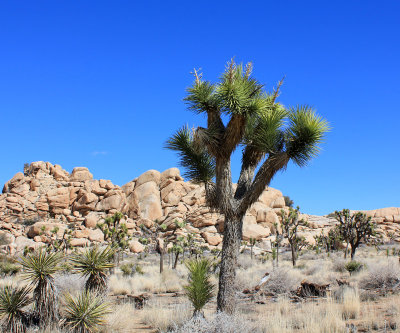 Joshua-Tree.jpg