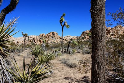 Joshua-Tree at Mojave Desert.jpg