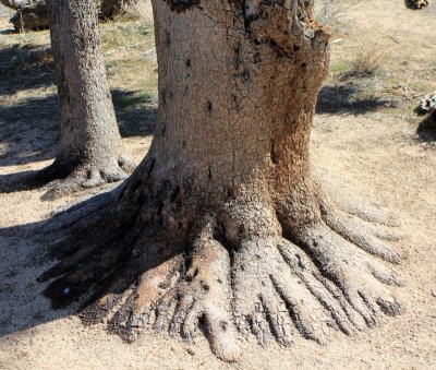 The-root-of-Joshua-Tree.jpg