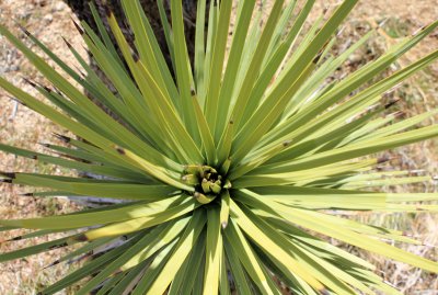 Joshua-Tree-Leaves.jpg