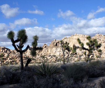 Joshua-Tree.jpg