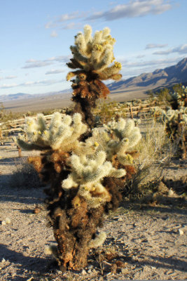 Cholla-Cactus-at-Cholla-cac.jpg
