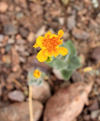 Desert-Flower.jpg