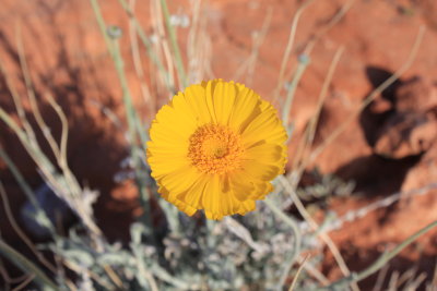 Desert Marigold.JPG