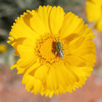 Desert-Marigold-with-insect.jpg