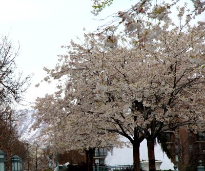 Cherry-Blossom-Salt-Lake-C.jpg