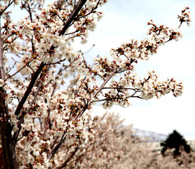 Cherry-Blossom-around-State.jpg
