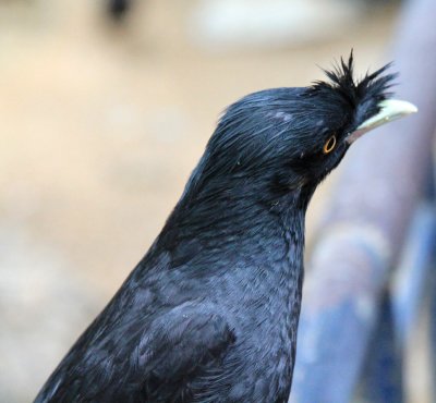 Starling-in-China.jpg