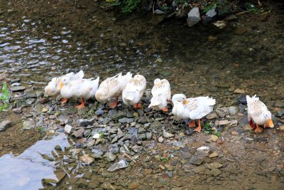 in-the-river.jpg