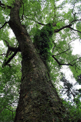 camphor-tree-in-the-village