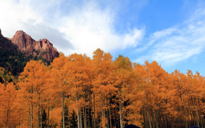 Aspen-tree-at-Aspen-Colorad.jpg