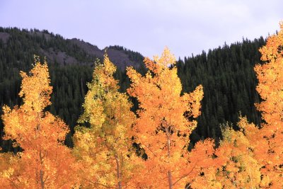 aspen 1.JPG