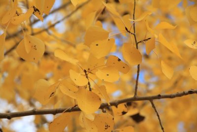 Aspen in fall.JPG