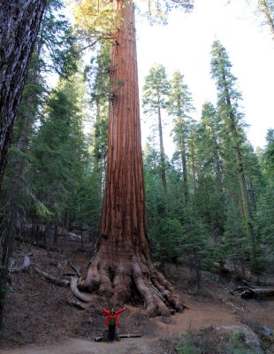 Mariposa Giant Sequoias.jpg