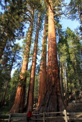 Mariposa-Giant-Sequoia-with.jpg