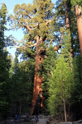 Sequoia.jpg