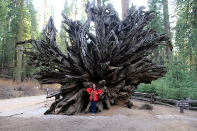 Mariposa-Giant-Sequoia-root.jpg