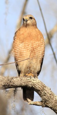 Red-shoulder-hawk