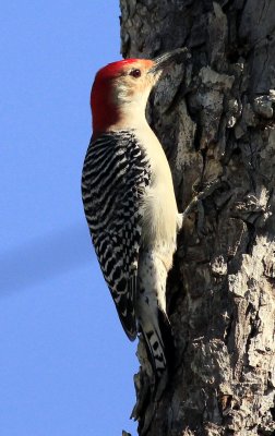 Red-bellie-woodpecker.jpg