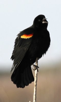 Red-winged-blackbird-1.jpg