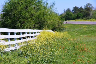 Texas wild flowers 2012.jpg