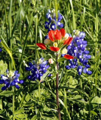 Texas-Wild-Flowers-Washingt.jpg