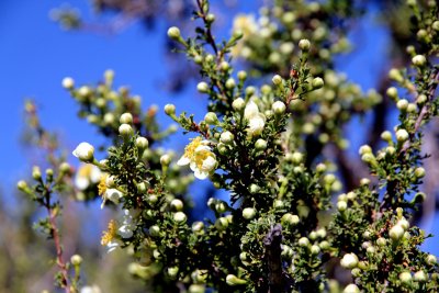 Mexican-Cliffrose.jpg