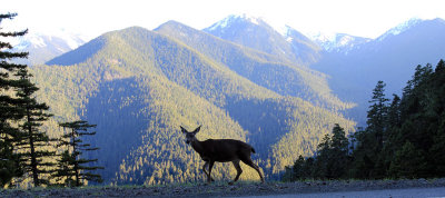 at-Olympic-NP.jpg