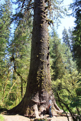Big-Spruce-1.jpg