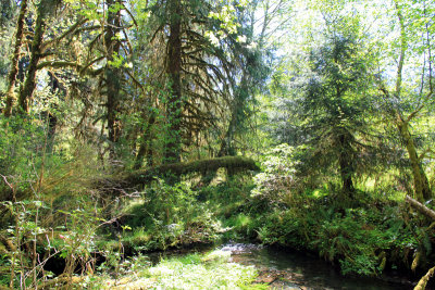 HohRain-Forest1.jpg
