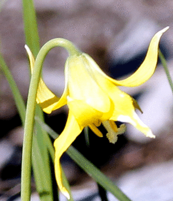 Glacial-Lily-2.gif