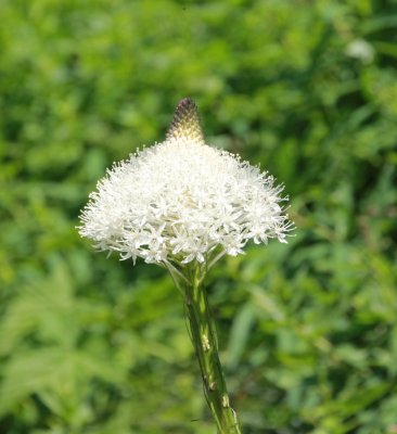 Bear Grass flower.JPG