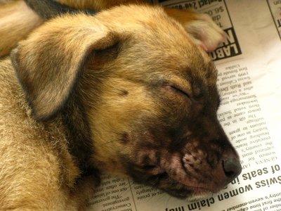 Potcake up for adoption