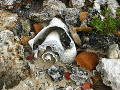 Conch shells are everywhere