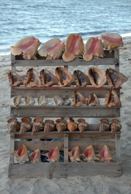 Conch Shells
