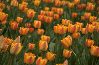 Tulip Festival