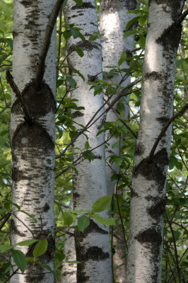 Birch Trunks