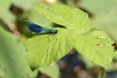 Weidebeekjuffer / Banded demoiselle