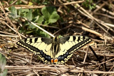 Koninginnenpage / Swallowtail