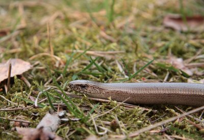 Hazelworm / Slow worm