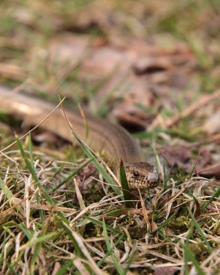 Hazelworm / Slow worm