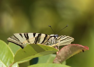 Koningspage / Scarce swallowtail