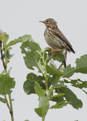 Graspieper / Meadow pipit