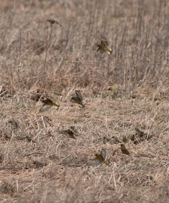 Groenlingen / Greenfinches