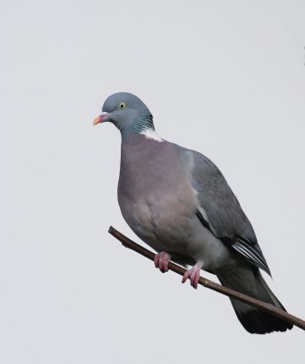 Houtduif / Wood pigeon
