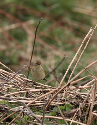 Tjiftjaf / Chiffchaff