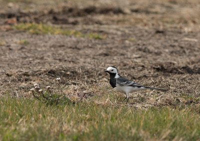 Witte kwikstaart / White wagtail