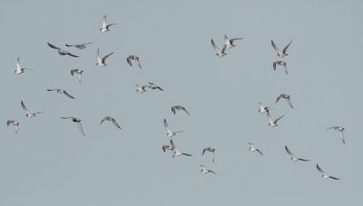 Goudplevier / Golden plover