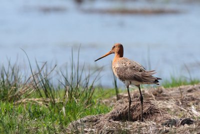 Grutto / Black-tailed godwit